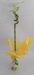 Caña de Bambu Lucky 50 cm.en florero Violetero finito
