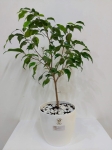 Ficus mediano en maceta Premium