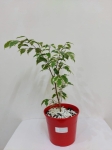 Ficus chico m.12